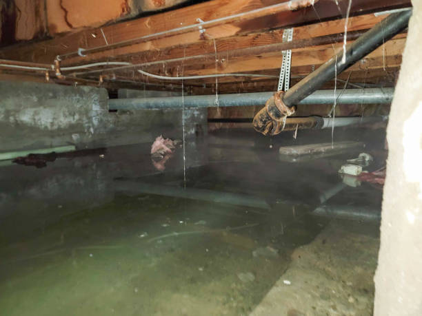 Best Carpet water damage restoration  in Pearl Beach, MI