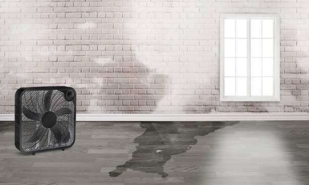 Best Residential water damage restoration  in Pearl Beach, MI