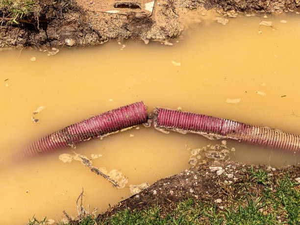 Best Local water damage restoration  in Pearl Beach, MI